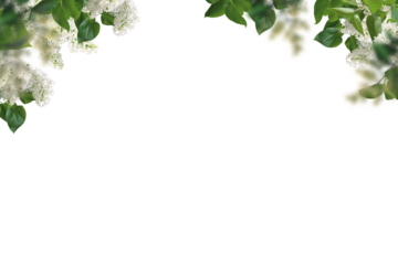 Flowers tree images tree plant images  decorated flower isolated in white background lilac png