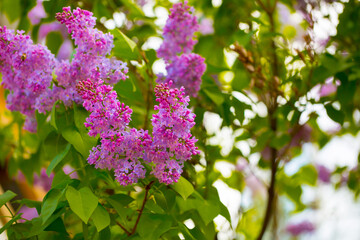 Lilac. Spring trees are blooming. Pink Sakura Flowers Spring landscape with flowering pink tree. Beautiful blooming garden on a sunny day. Beautiful concept of romance and love with delicate flowers.