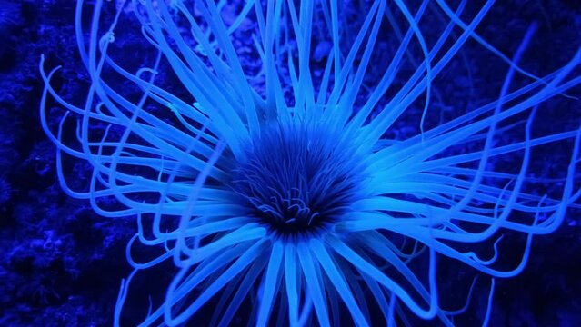 A beautiful blue sea anemone that glows a bright blue color. Aquatic underwater ocean plant