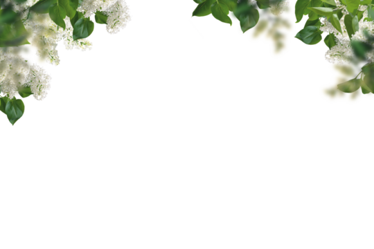 Flowers tree images tree plant images  decorated flower isolated in white background lilac png