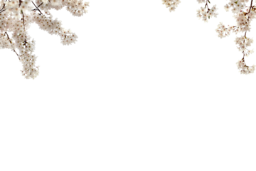 Tree branch flower Photo Overlays, Summer spring painted overlays, Photo art, png