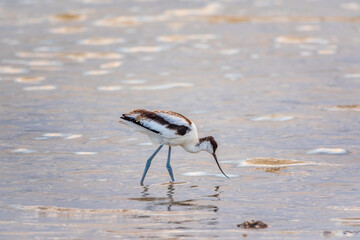 Water bird pied avocet, Recurvirostra avosetta, feeding in the lake. The pied avocet is a large...