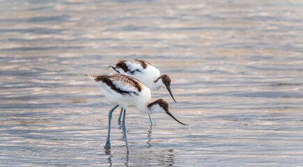 Two water birds pied avocet, Recurvirostra avosetta, feeding in the lake. The pied avocet is a large black and white wader with long, upturned beak