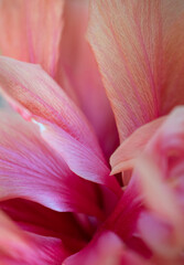 Close up of hibiscus flower © Cath