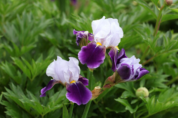 Bearded iris 'Braithwaite' in flower.
