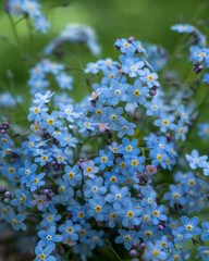 A dreamy bouquet of forget me not flowers, tiny light blue petals, close up