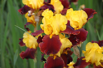 Bearded Iris 'Andalou' in flower.