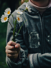 Blooming fresh camomiles bouquet in child's hand dark and moody style. Kid preparing gift for mom. Beautiful chamomile flowers low key. Mother's Women's day festive floral motivational greeting card.