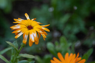 Yellow and white daisy flower
