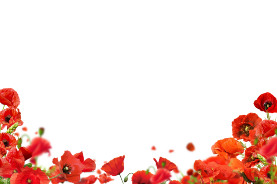 Poppy flowers isolated on transparent background, Red poppy flower isolated Photo summer spring flowers, png
