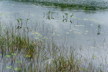Reeds and leaves on water surface of lake Mayflower at Arrowhead, Ontario, Canada