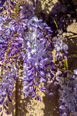 Close up of purple colored flowers of a japanese wisteria