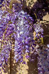Obraz premium Close up of purple colored flowers of a japanese wisteria