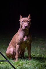 Portrait of a good young American Pit Bull Terrier at night.