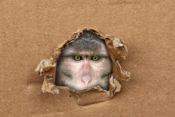 Macaca fuscata, Japanese macaque, cardboard form, craft paper, a hole , brown northern monkey,...