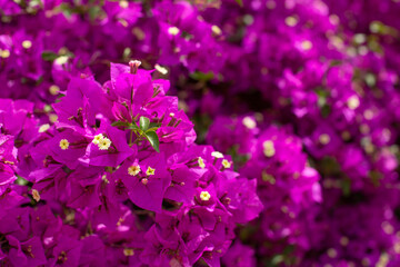 A flowering bougainvillea bush. The background of beautiful bougainvillea flowers in the garden ina blurred focus.