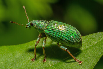 Macro of a green immigrant leaf weevil