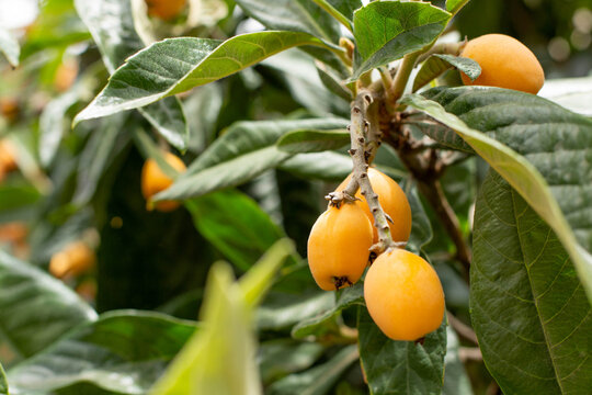 A japanese loquat tree with fruits and green leaves is in garden.