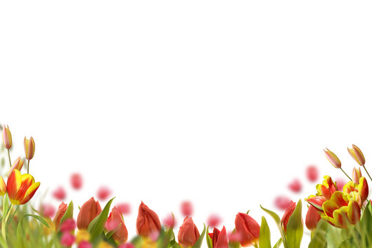 tulips flowers isolated on transparent background, Red tulip flower isolated Photo summer spring flowers, png	
