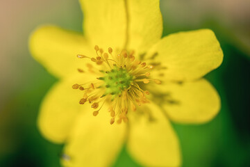 A yellow flower in the forest in nature. Macrophotography. Art. background.
