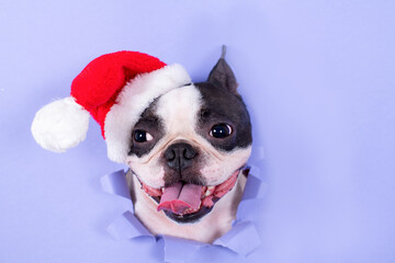 The head of the dog breed Boston Terrier looks through a hole of blue paper in the hat of Santa Claus. Creative. Minimalism. New year concept.