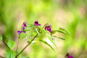 Fresh forest flowers in nature in spring. Macrophotography. Art. Background.