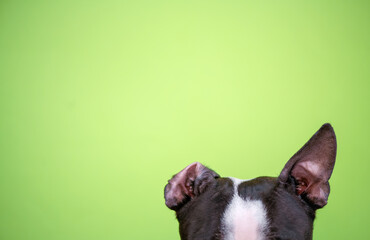 A dog's head with one deformed, non-standard ear protrudes against a green background. Copy space....