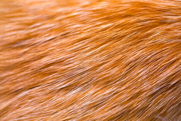 Fox fur close up. Redhead animal fur background, fur pile texture. Eco-wool, eco-leather artificial fur.