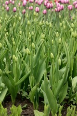 tulips in the garden