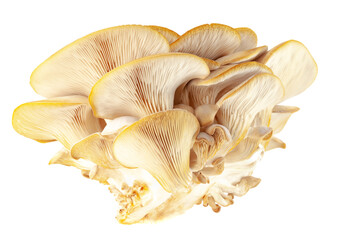 Fototapeta na wymiar oyster mushroom close up isolated on white background