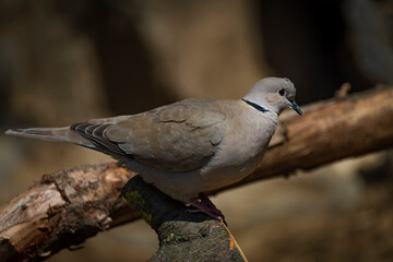 Fototapeta premium Pigeon on wooden tree branch in spring sunny day
