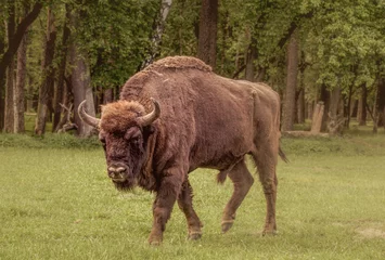 Foto op Plexiglas american bison © dream Hunter 