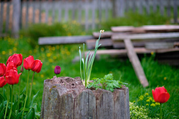 A young sprout on an old stump against the background of abandoned wooden boards and a fence