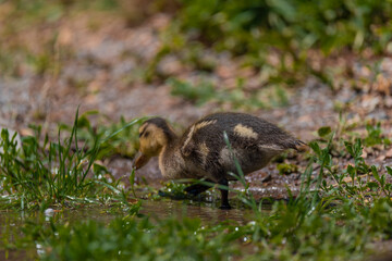 Small duck on green grass in spring sunny windy day