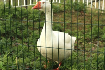 white domestic goose
