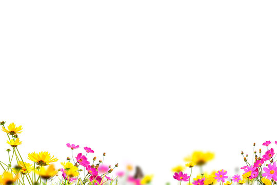 Flowers isolated on transparent background, Flower summer spring flowers overlay, frame background, border overlay, without background png	