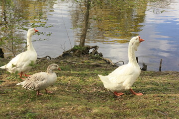 geese on the lake