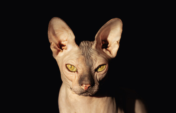sphinx cat looking at the camera