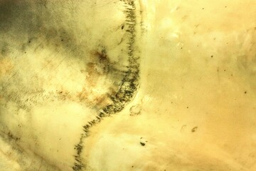 Mother of pearl oyster close background