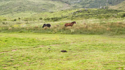 Black and brown horse standing in hillside pasture in cusco, Peru