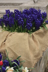 Blue hyacinths in the garden