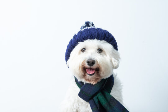 cachorro branco com cachecol e gorro para se proteger do frio