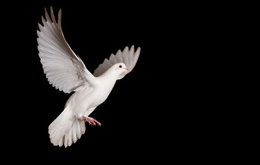 white dove flying on a black background