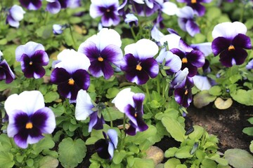 Beautiful violets in the garden