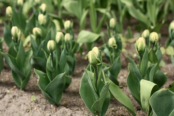 tulips in the garden