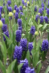 Fototapeta premium Blue hyacinths in the garden