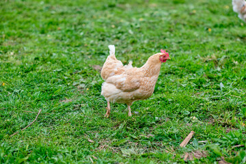 Chicken on a free-range farm. The concept of proper nutrition
