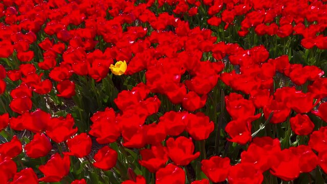 Field of red tulips on sunny day Keukenhof flower garden Lisse Netherlands. Happy kings day. High quality 4k footage