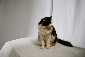 Portrait of a domestic black and white cat. The cat sits on ottoman near white background. Photo shoot of animal pet in studio