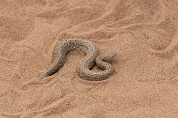 Fototapeta na wymiar Saharan horned viper, Cerastes cerastes, snake in the sand in the Namib desert 